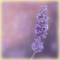 Lavender History, Its Cultivation, Some Botany, Some Anecdotes...