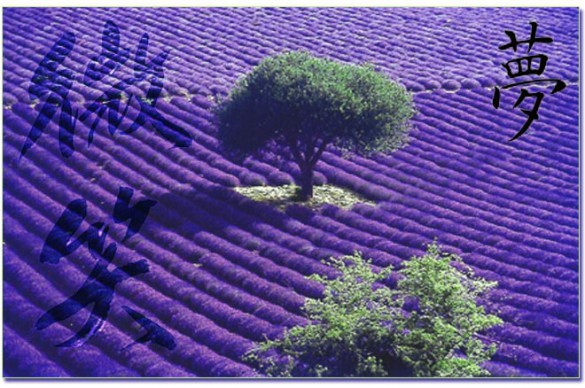 Notre lavande vue par les japonais