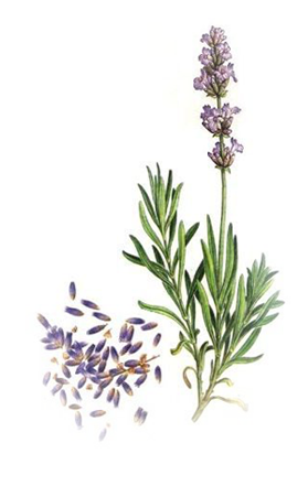 Botany of lavender