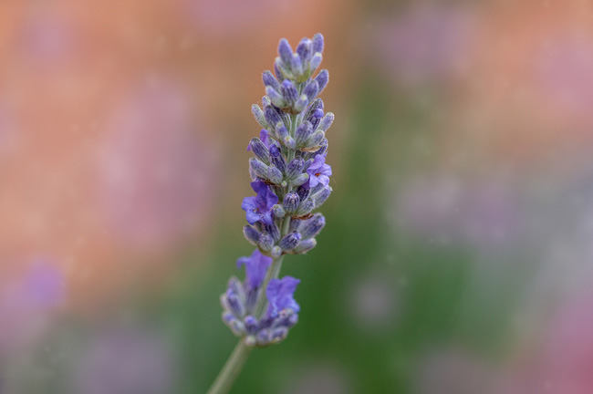 La merveille en habit bleu