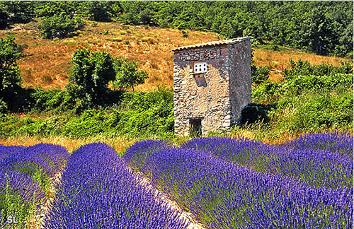 Haute-Provence, berceau de la lavande