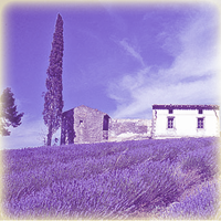 La Haute Provence : pays de lavande, le terroir , photothèque, tourisme...