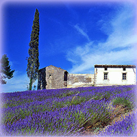 Haute Provence : lavender country, the land, photos, tourism...
